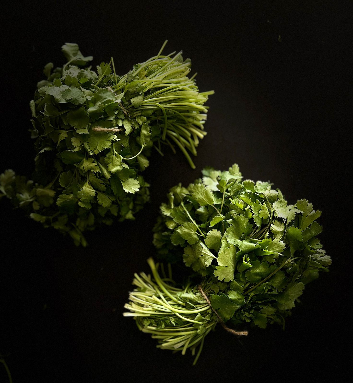 Atados de cilantro fresco